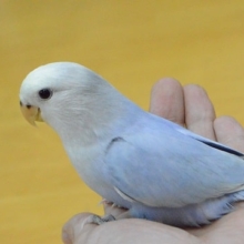 鮮やかな小桜インコ（オパーリンバイオレット）