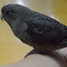 サザナミインコ　シングルファクターモーブ　2019年8月19日