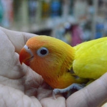 鮮やかな　ボタンインコ　山吹イエロー