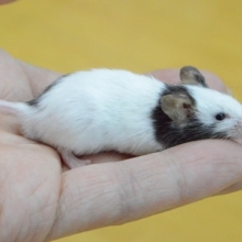 人気！！！　パンダマウス　男の子