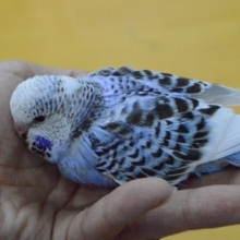 馴れてきました！　ジャンボセキセイインコ　ブルーパイド　ヒナ餌卒業してます。