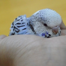 ジャンボセキセイインコ・パイドカラー