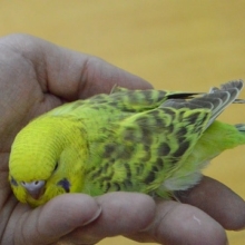ジャンボセキセイインコ・グリーン