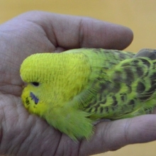 馴れてきました！ジャンボセキセイインコ　グリーン　ヒナ餌卒業してます。