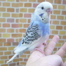 ジャンボセキセイインコ　ブルー系　ヒナ餌卒業済み　８月３１日