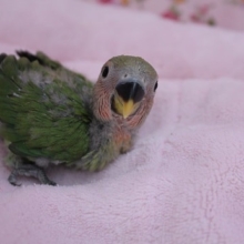 挿餌３回！！　コザクラインコ　ノーマルカラー　2019.8/1入舎