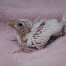 お待たせしました！　白文鳥のひな　2019.8/29入舎