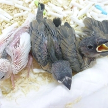 文鳥ちゃん入舎しました！ ９月６日