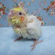 手乗りオカメインコ　ルチノー　ヒナ　９月２６日