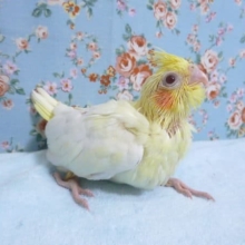 手乗りオカメインコ　ルチノー　ヒナ　９月１９日