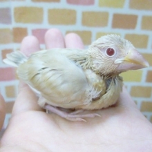 手乗りシナモン文鳥　ヒナ　９月２３日