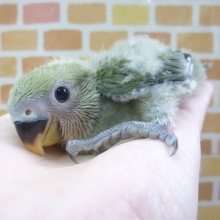手乗りコザクラインコ　ノーマル　ヒナ　９月７日