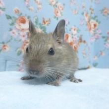 撫でられるのが大好き！デグー　ブルー　女の子　
