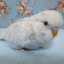 手乗りジャンボセキセイインコ　ブルースパングル　ヒナ　９月１５日