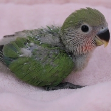 人気！コザクラインコひな（ノーマル）入舎 2019.9/3