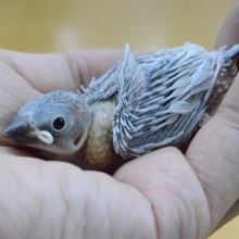 ヒナヒナ！！　シルバー文鳥　