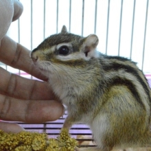 馴れてます。　シマリス　男の子　大人しい！
