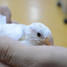 大人気！！白文鳥　ヒナヒナ　
