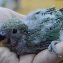 久々！　コザクラインコ　ノーマル