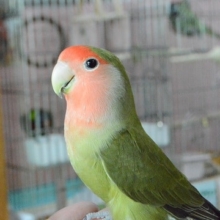 コザクラインコ・オリーブ