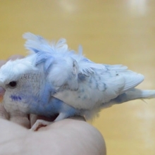 久しぶり！！　羽衣セキセイインコ　ブルースパングル