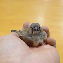 小さくて可愛い！！　キンカ鳥　ヒナ♡