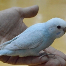 超綺麗なカラー　セキセイインコ　ブルースパングル　ヒナ