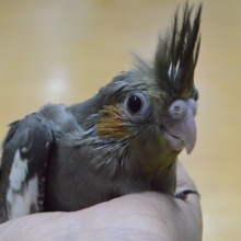 定番カラー　オカメインコ　ノーマル　ヒナ！