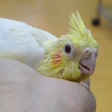 大人気カラー　オカメインコ　ルチノー　ヒナ