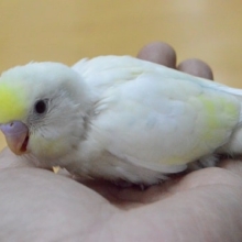 セキセイインコ・レアカラー