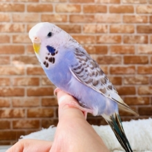 色が濃いジャンボセキセイインコさん♪