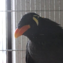 おしゃべり好きの九官鳥