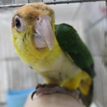 馴れています！シロハラインコさん♪