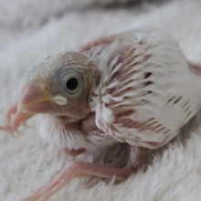 ヒナ餌ぱくぱく！白文鳥♪