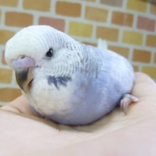 手乗りジャンボセキセイインコ　ブルースパングル　ヒナ　９月１日