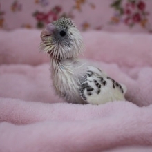 セキセイインコ・人気カラー