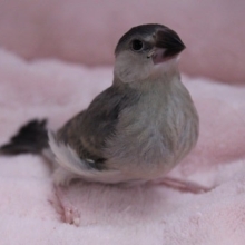 馴らし時!?桜文鳥のひな　2019.8/29入舎