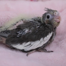 やっぱりかわいい！オカメインコ　ノーマル　2019.9/10入舎