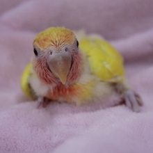 再び！コザクラインコ　ルチノーチェリー　入舎　2019.9/3入舎
