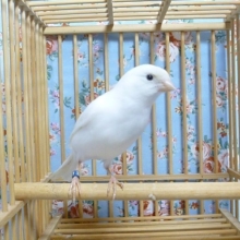 カナリア・白