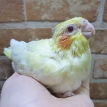 手乗りオカメインコ　ルチノーパール　１０月２２日