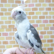 手乗りオカメインコ　ホワイトフェイスパイド　ヒナ餌卒業済　１０月２６日