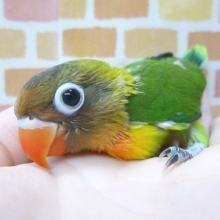 手乗りキエリボタンインコ　ヒナ　１０月３１日