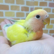 コザクラインコ・ゴールデンチェリー