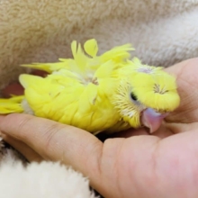 セキセイインコ・羽衣・イエロー