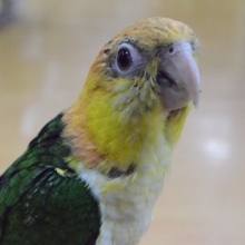 甘えん坊♡　シロハラインコ　　女の子　