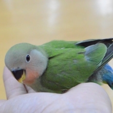 人気カラーだよ！！　コザクラインコ　ノーマル　ヒナ
