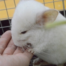 真っ白です。　チンチラ　パール