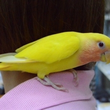 コザクラインコ・ゴールデンルチノー
