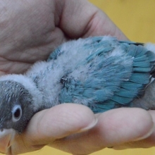 ヒナ！！ボタンインコ　ブルー